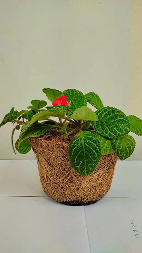 Plant in coir pot